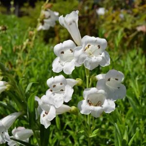 Penstemon 'White Bedder' ---